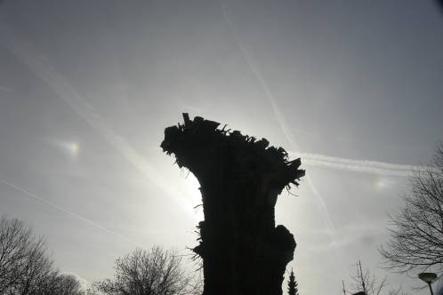 Twee sterke bijzonnen te zien met oude boom als zonblokker