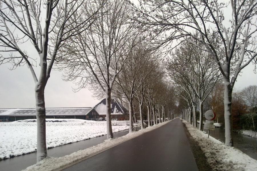 Een lange asfaltweg, schoongeveegd van sneeuw met aan weerszijden met sneeuw bedekte bomen en velden, na sneeuwjacht de dag ervoor. Zuiderweg in Wijdewormer op 11 december 2017