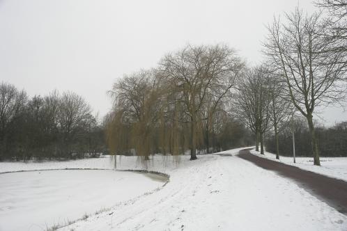 Een besneeuwd en bevroren Leeghwaterpark in Purmerend. De treurwilg steekt lekker af